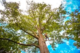 Best Leaf Removal  in Eldora, IA