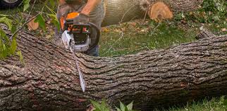 Best Emergency Tree Removal  in Eldora, IA