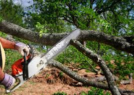 Best Tree Removal  in Eldora, IA