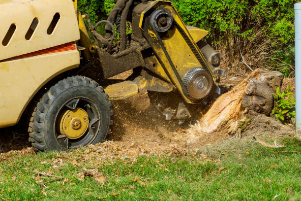 Eldora, IA Tree Care Services Company