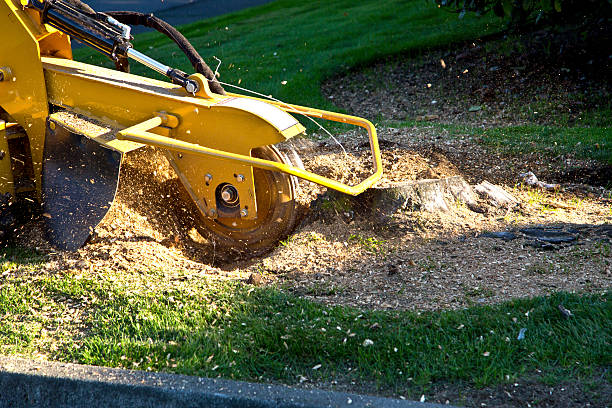 Best Tree Maintenance Programs  in Eldora, IA